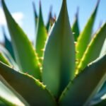 Agave Plant Nectar: A Sweet and Sustainable Alternative