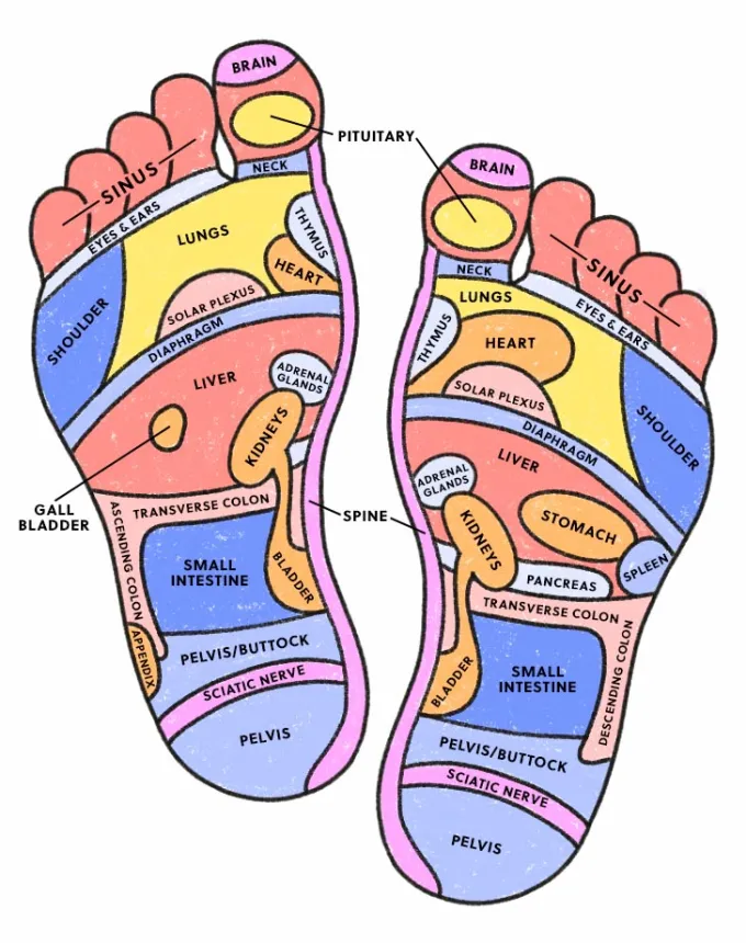 How to Read a Foot Reflexology Chart